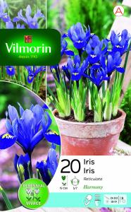 Iris Reticulata Harmony (x20)
